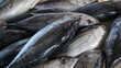 © isannoer - tuna fish caught by fishermen