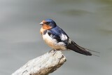 barn swallow on tree branch over waterr