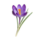 Vibrant purple crocus flower stands elegantly with delicate petals and bright orange stigma, symbolizing beauty and renewal in nature