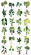 © KOOLAIDMAN100X - Monstera Greenery Botanical Illustrations: A Leafy Plant Collection for Nature-Inspired Home Decor and Plant Lifestyle