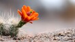 © pkproject - Vibrant orange cactus bloom in arid desert landscape