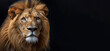 © Surachetsh - The lion is portrayed in a fierce and focused manner, its intense stare the essence of its wild nature, reveal the lion detailed features and wild charm.