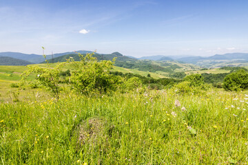 Wall Mural - rural fields with meadows and forested hills. village in the valley. alpine countryside landscape in