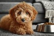 © The Little Hut - Adorable Puppy Posing Near Food Bowl on Carpet, Representing Pet Ownership and Animal Companionship : Generative AI