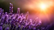 © Lazar - A breathtaking view of blooming lavender fields bathed in the golden hues of sunset, evoking feelings of peace, beauty, and the serene joys of nature.