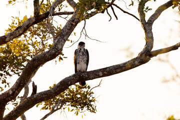 an african hawk eagle perched in a big tree