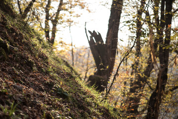 Wall Mural - landscape with beautiful fog in forest on hill or trail through a mysterious winter forest with autu