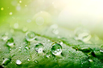Aufkleber - Many drops of water on a leaf in nature after rain, natural background, macro.