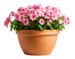 © Sumona - “Terracotta Flower Pot with Blooming Pink Geraniums, PNG”