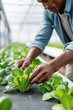 © Юля Бурмистрова - Greenhouse production of fresh vegetables with hands working in a growing facility during the day
