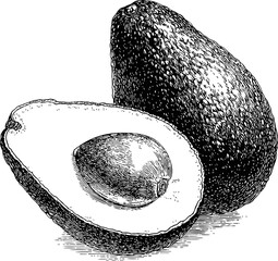 Poster - Detailed black and white sketch of two avocados, one whole and one halved. Vector illustration