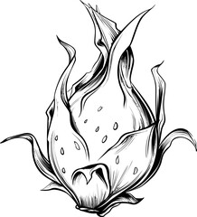 Poster - Black and white illustration of a dragon fruit with abstract lines design. Vector illustration