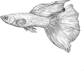 Aufkleber - Detailed black and white illustration of a guppy fish with flowing fins. Vector illustration