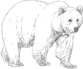 Aufkleber - Detailed pencil sketch of a walking bear with realistic fur texture illustration. Vector illustration