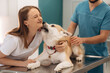 © standret - Licking the face of woman. Veterinarians are with Akita Inu dog in clinic