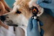 © standret - Equipment for ear checking. Veterinarians are with Akita Inu dog in clinic