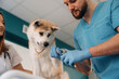 © standret - Nails are being cutting. Veterinarians are with Akita Inu dog in clinic