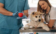 © standret - Little red heart in hands, cardiologist. Veterinarians are with Akita Inu dog in clinic