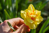 Yellow Daffodil in Hand with Green Background | Żółty żonkil w dłoni na zielonym tle