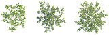 Vaccinium myrtillus Tree plan top view cutout transparent background isolate