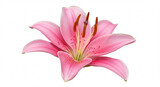 pink lily flower,flower, pink, nature, lily, plant, beauty, flowers, isolated, flora, blossom, spring, bloom, white, garden, floral, petal, lilly, closeup, 