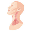 © vivi - Detailed Anatomical Illustration of Human Thyroid Gland Structure and Neck Muscles in Profile on White Background Educational Medical Diagram