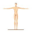 © wendy - Anatomical Illustration of a Male Figure with Arms Outstretched on a White Background Graphic Style