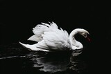 Elegant swan swimming in dark water