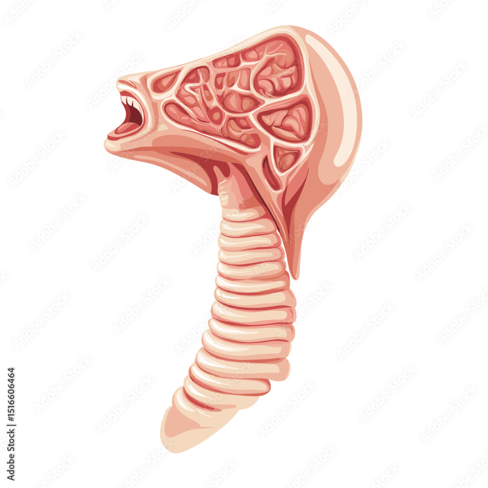 Human Throat Anatomy Medical Illustration Displaying Larynx Trachea and ...