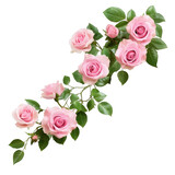 Pink rose branch isolated on transparent background