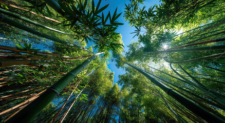 Poster - Looking Up at Bamboo Forest Canopy Against Blue Sky, Representing Natural Serenity and Environmental Sustainability for Green Initiatives