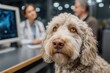 © Wawastock - Lagotto Romagnolo dog at vet clinic