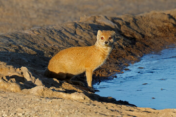Wall Mural - An alert yellow mongoose (Cynictus penicillata) at a waterhole, Kalahari desert, South Africa