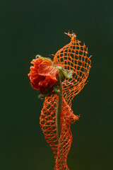 Unopened poppy flower wrapped in red net on dark blue background