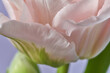 © Yaroslav Danylchenko/Stocksy - Half-open pink tulip macro on purple backdrop