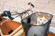 © Vaidas Bucys/Stocksy - Sleepy cat rests in a bicycle shopping bag