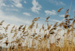 © Ayuna Production/Stocksy - Golden grass against a blue sky