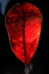 Red leaf