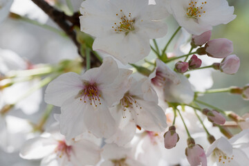 Cherry blossom Sakura tree details
