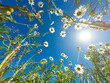 © Ilya/Stocksy - Summer nature daisy flower sky sun