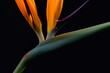 © Sonja Lekovic/Stocksy - Flower Bird of Paradise on black background