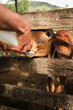 © J Esteban Berrío/Stocksy - Farmer feeding calf with milk bottle in wooden enclosure