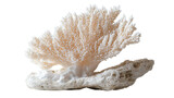 Coral png colorful sea coral png reef structure png marine element png ocean life coral png underwater reef png transparent background image