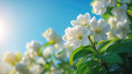 Wall Mural - White flowers bloom on pear tree branches amid lush green leaves under a clear blue sky, embodying spring's beauty and renewal.