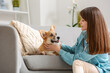 © Pixel-Shot - Pretty young woman with cute Corgi dog on grey sofa in living room