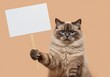 © okayon - Ragdoll cat holding blank sign mockup for your advertising message needs
