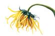 © Meherunnahar - Close up of a drooping, withered sunflower.