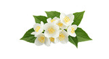 A cluster of white jasmine flowers with yellow centers surrounded by green leaves on black background