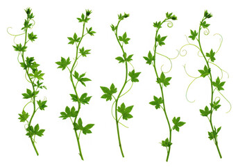 Five green vine stems isolated on transparent background