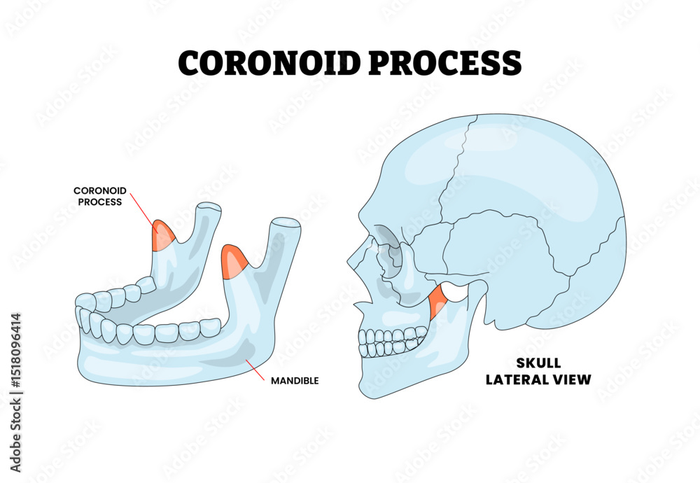 Vector de Stock Coronoid Process in Human Skull Head Anatomy Structure ...